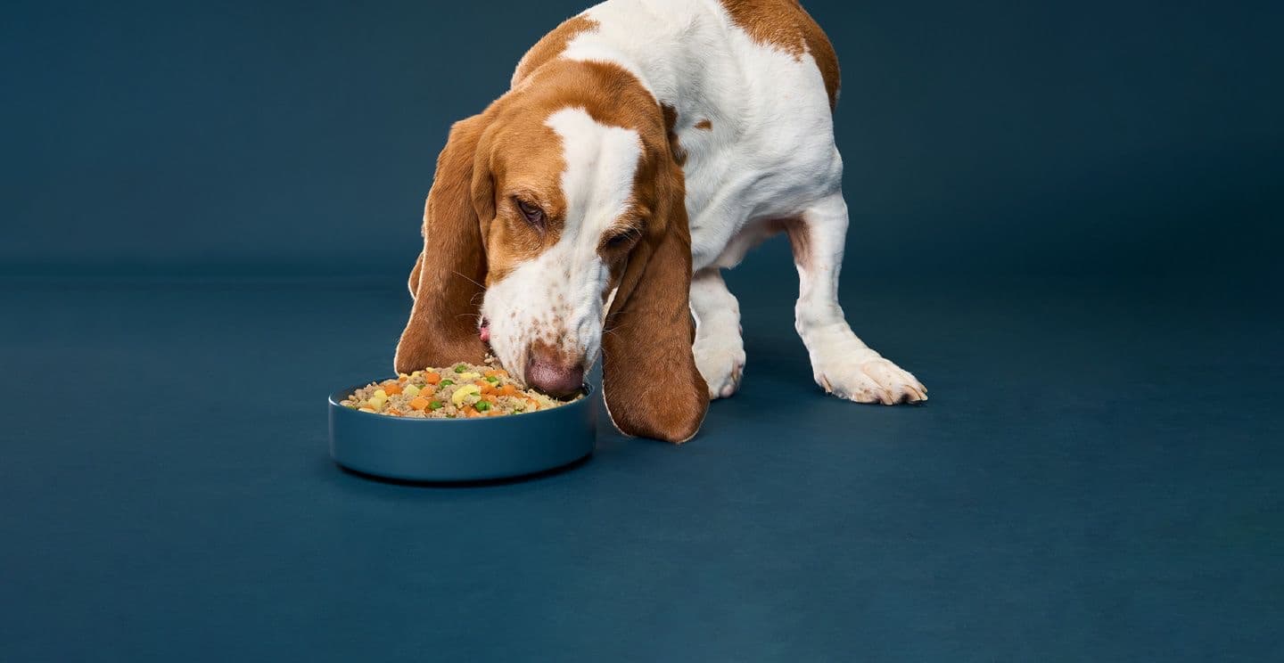 Nom Nom Fresh Dog Food Delivery